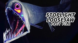 Stoplight Loosejaw Facts a Soft SKELETON 💀 Animal Fact Files [upl. by Nila744]