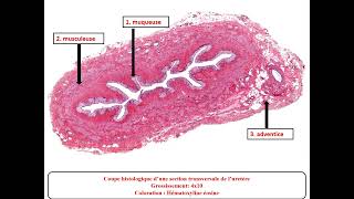 Td histologie  appareil urinaire  Dr messala [upl. by Fox548]