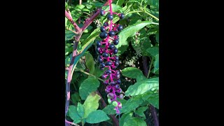 Plant Spotlight  Pokeweed Phytolacca americana [upl. by Wentworth409]