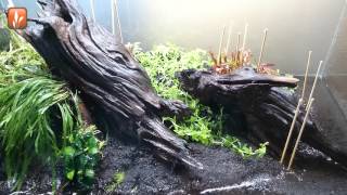 Aquascape timelapse quotThe making of Vibrancequot [upl. by Anertak711]