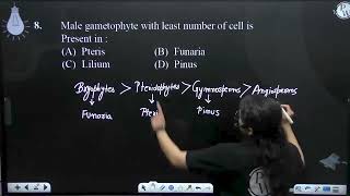 Male gametophyte with least number of cell is Present in [upl. by Eceined]