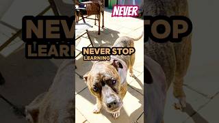 Never stop learning learning nevergiveup dog love [upl. by Sears]