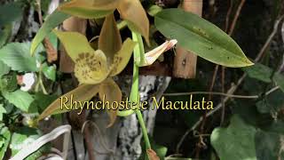 Orquidea Silvestres de México 🇲🇽 🍁Rhynchostele Maculata 🍂 [upl. by Henry]