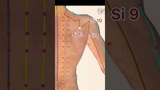 Small Intestine Meridian Acupuncture points acupuncture [upl. by Ulund]