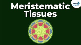 What are Meristematic Tissues  Infinity Learn [upl. by Reehsab]