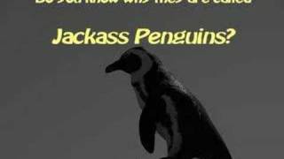 Why theyre called Jackass Penguins [upl. by Levins]