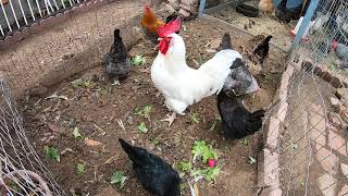 Backyard Chickens Long Compilation Sounds Noises ASMR Hens Clucking Roosters Crowing [upl. by Gisele75]