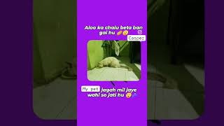 🥔Aalo kachalu beta kaha gaye thy shortfeed ytstudio ytshortsvideo creatorsanaya [upl. by Eldin]