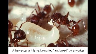 Rewards Risks and Gambles a HunterGatherer Ant [upl. by Resarf]