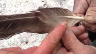 Identification of eagle feather and laws governing possessing American Bald Eagle parts [upl. by Perry]