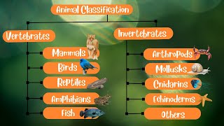 Animal Classification Vertebrates and Invertebrates [upl. by Jonas958]