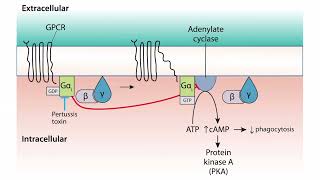 Virulence for the USMLE Step 1 [upl. by Nimesh821]