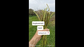 Kuşkonmaz nerede bulunur bigali çanakkale kuşkonmaz asparagus [upl. by Falda172]