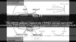 Microsomal ethanol oxidizing system Top  6 Facts [upl. by Dawes]