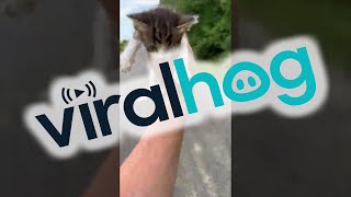 Guy Saving a Kitten Gets Ambushed by a Group of Them  ViralHog [upl. by Atiuqes965]