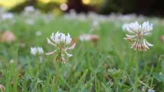 Canon Eos 1200D Video Test  EFS 18  55 mm IS II [upl. by Banks]