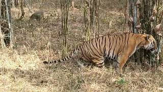 Bannerghatta national park tiger 🐅🐯 Safari [upl. by Cedar]