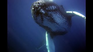 3 Hours of Whale Sounds Underwaterfor Sleep and Relaxation [upl. by Grory371]