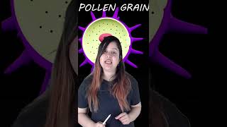 STRUCTURE OF POLLEN GRAIN  Class 12 Biology  Kajal Singh [upl. by Vanden]