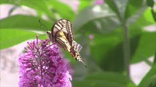 BUDDLEIA  NE COUPEZ PAS MON ARBRE A PAPILLONS [upl. by Fifi]