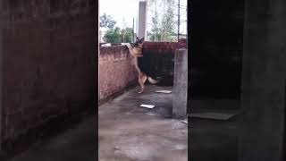 gsd Barking 🦮🐕‍🦺doglover dangervoice funnygsdpuppy cutebaby funnyreels germanshepherd [upl. by Lihas999]