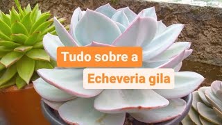 Dicas para ter sucesso no cultivo da gila como fazer mudas rega ideal e luminosidade [upl. by Nnylyar]