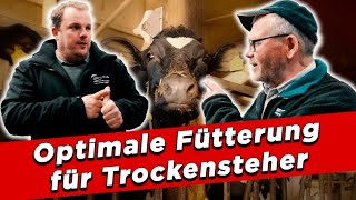 Optimale Fütterung für Trockensteher  My KuhTube Film 915 [upl. by Shuping424]