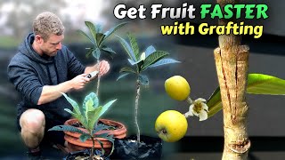 Grafting Loquat Trees  Learn How To Graft Includes 8 Months of Results [upl. by Amesari]