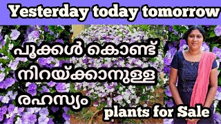 Yesterday Today Tomorrow  Flowering plants  Salu Koshy  diy  flowers  rose [upl. by Naharba]