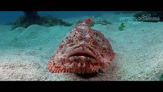 Tasseled Scorpionfish Scorpaenopsis oxycephala [upl. by Tait]