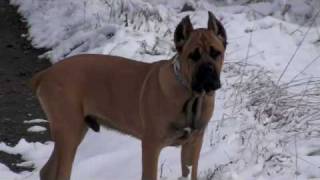 Cane Corso Snow play [upl. by Drisko]