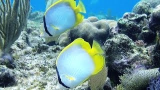 Treasures of Roatan  Snorkeling and Freediving on the Reef [upl. by Ahiel]