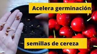 ACELERAR DE MANERA EXITOSA LA GERMINACIÓN DE LAS SEMILLAS DE CEREZA [upl. by Gnilyam]