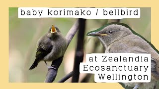 Juvenile korimako  bellbird at Zealandia Ecosanctuary [upl. by Emelda817]