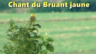 Chant du BRUANT JAUNE [upl. by Strander295]