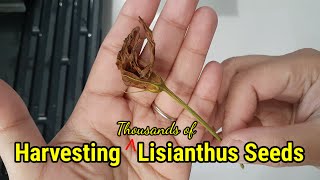 Harvesting LISIANTHUS seeds  Seed saving 🌱 [upl. by Grubb]