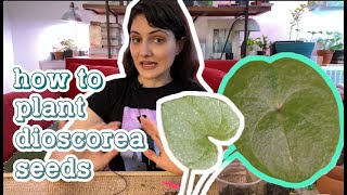 How to Grow Dioscorea Elephantipes from Seeds [upl. by Abigael]