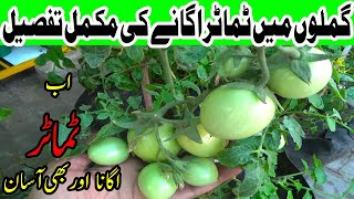 How to Grow Tomato from Seeds  Complete Video [upl. by Frohne]