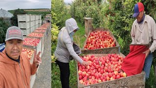 El primer Día De Cosecha De Manzana 🍎 Gala En Washington así Comienza [upl. by Berns]