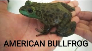 American bullfrog unboxing  Lithobates Catesbeianus katak lembu amphibian [upl. by Iemaj]