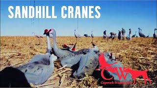 Sandhill Crane Hunting  Caprock Waterfowl [upl. by Abby]