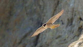 The Peregrine Falcon Natures Speed Champion [upl. by Ander478]