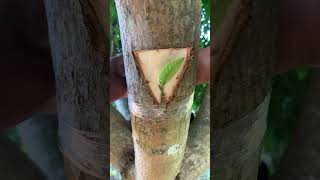 Guava and mango tree grafting​ [upl. by Iddo]