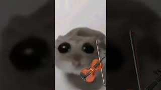 The hamster meme [upl. by Ynnod]