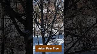 Asian Pear Tree [upl. by Assenab]