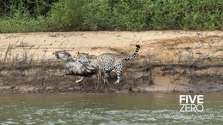 Careless Capybara gets Caught by Jaguar [upl. by Annahsad]