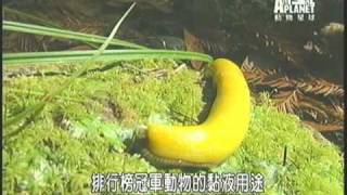 超級黏涕涕  盲鰻及香蕉蛞蝓 Who is Sammy Slug [upl. by Prunella994]