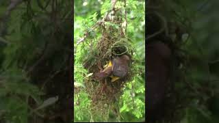 Forest Weaver AKA Darkbacked Weaver Ploceus bicolor [upl. by Karyl]