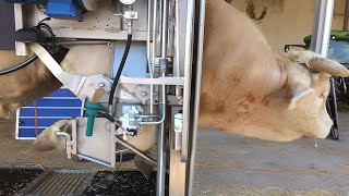 COWS HOOF TRIMMING Cows Farm Hoof Care Guide [upl. by Anallise]