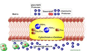 Atmungskette  Elektronenübernahme durch CytochromcOxidase [upl. by Wawro]